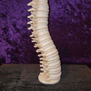 Harry potter inspired Spine Vertebra Candle Holder